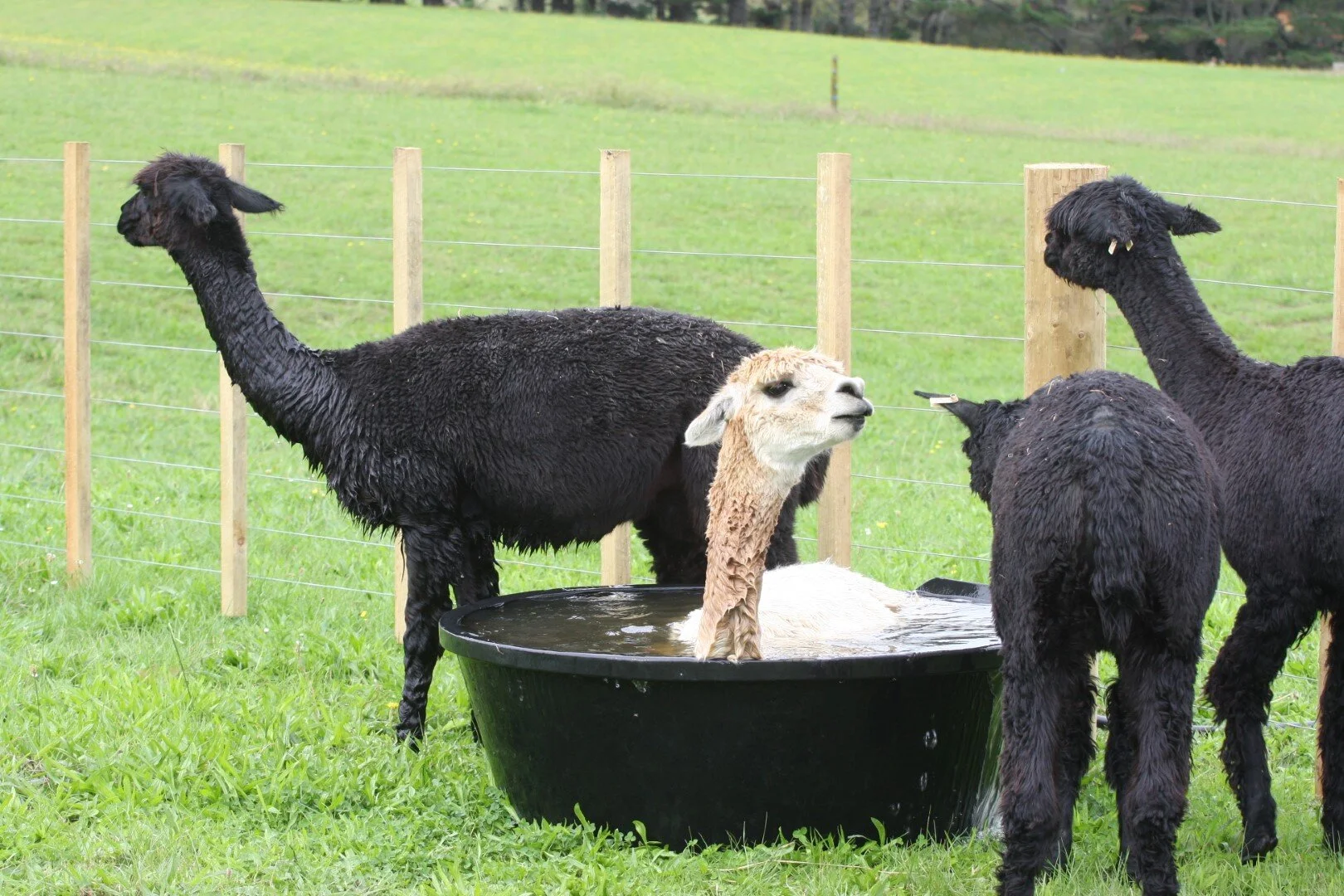 IMG_9493 (Large).JPG