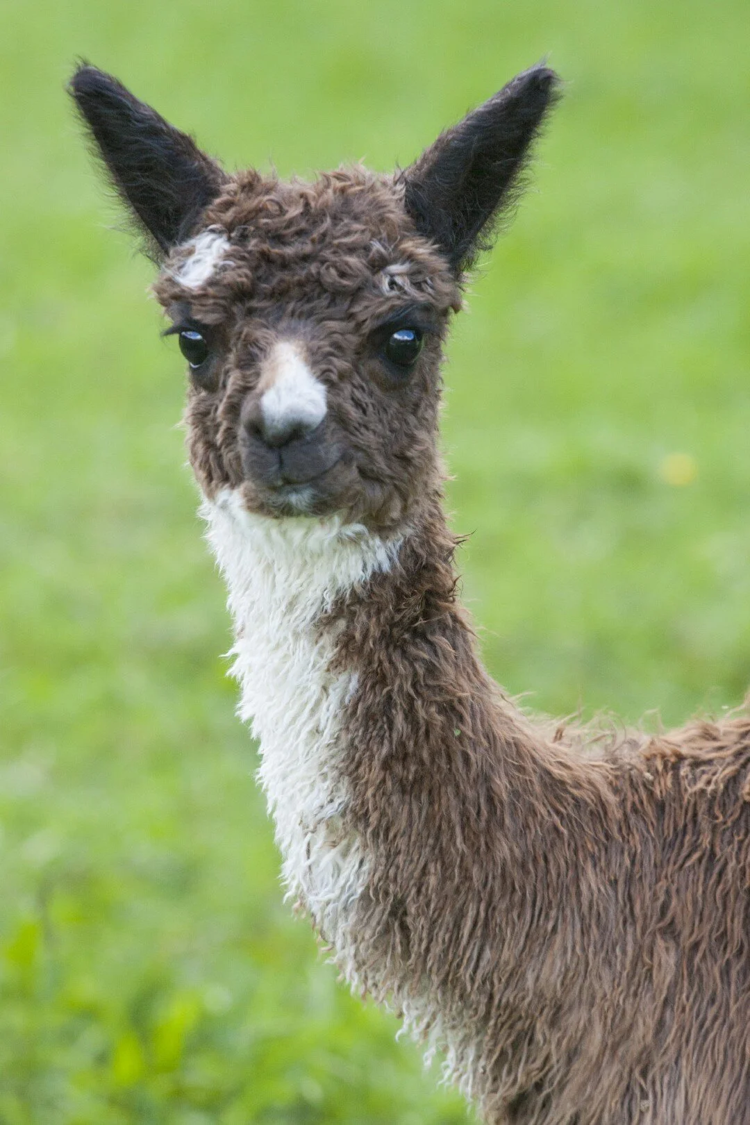 IMG_9636j (Large).jpg