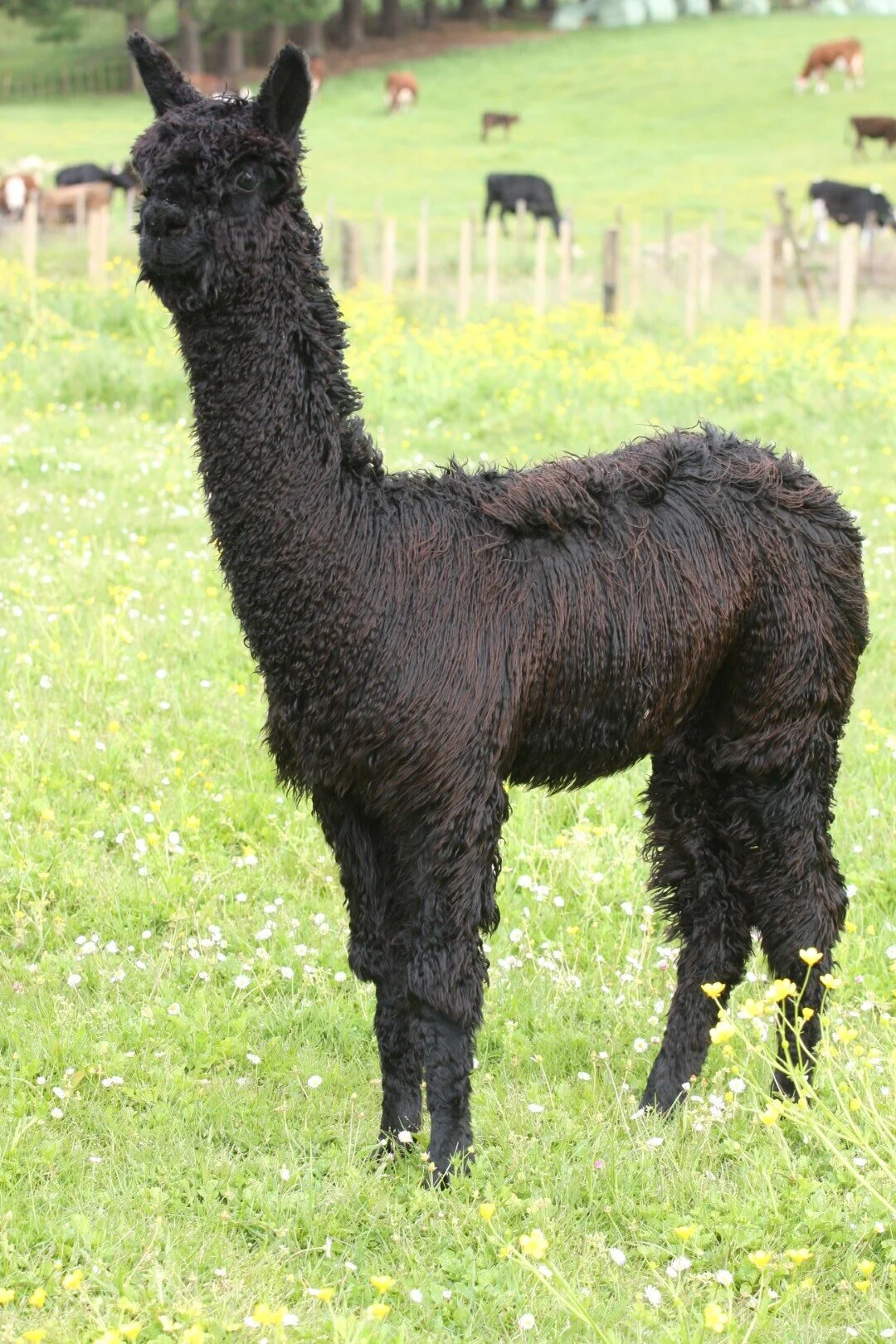 IMG_9988 (Large).JPG