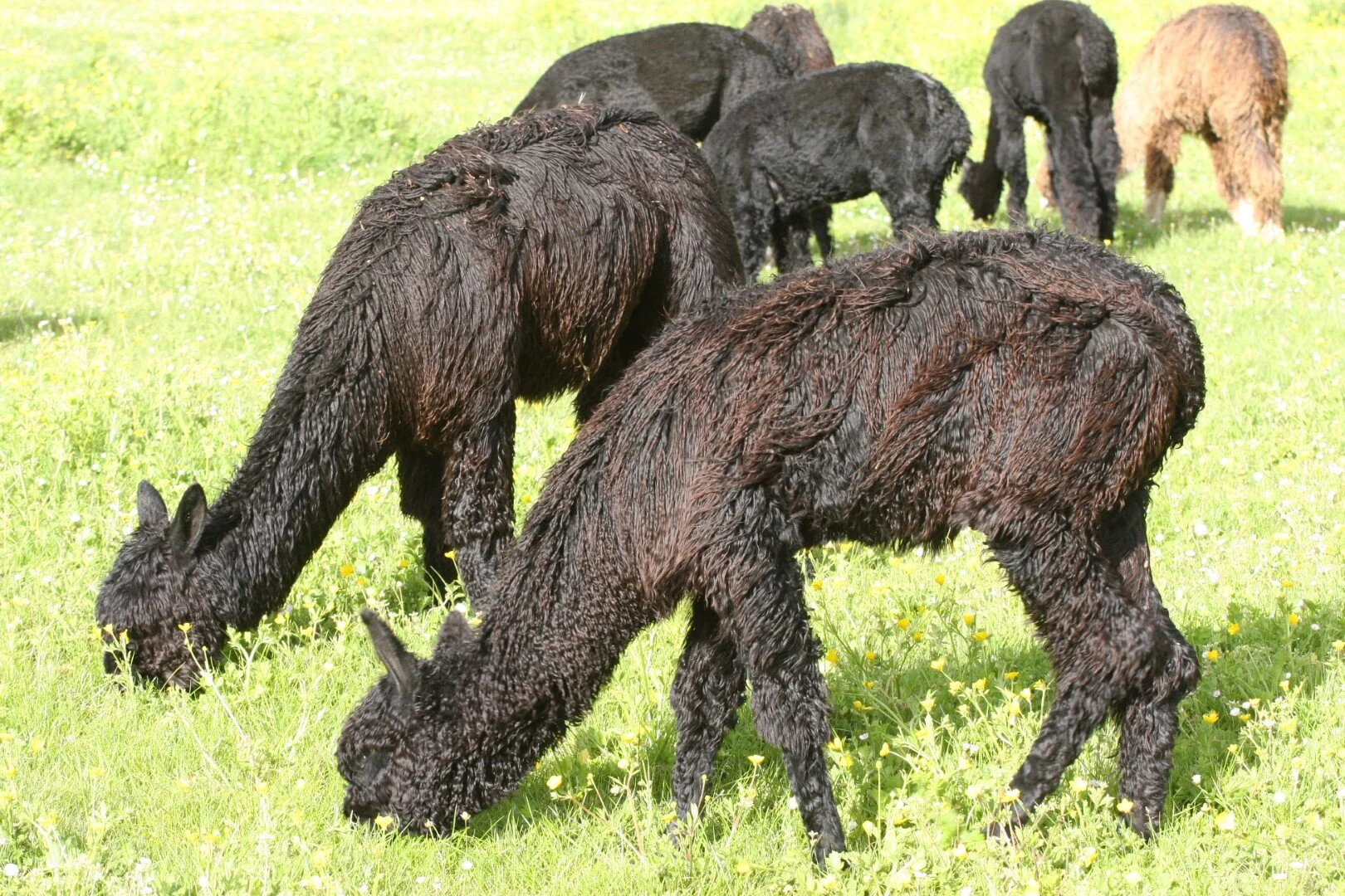 IMG_0042 (Large).JPG