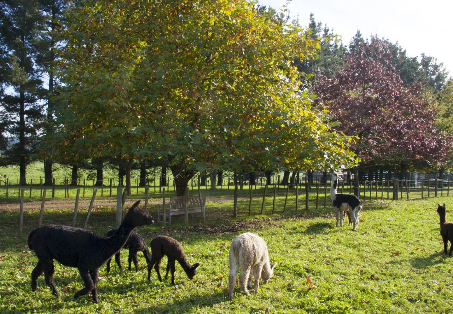 IMG_9780j (Large).jpg