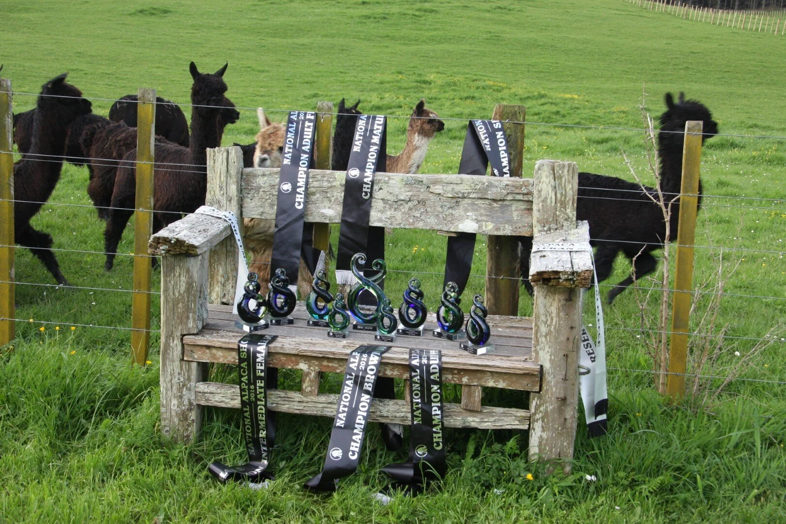 IMG_9947 (Large).JPG