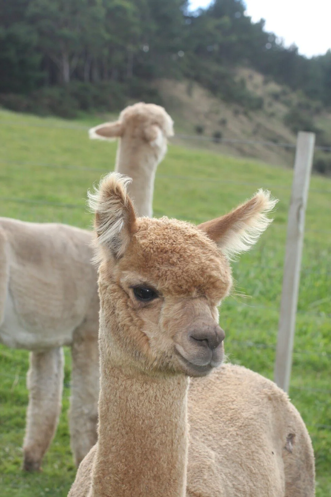 IMG_0612 (Large).JPG