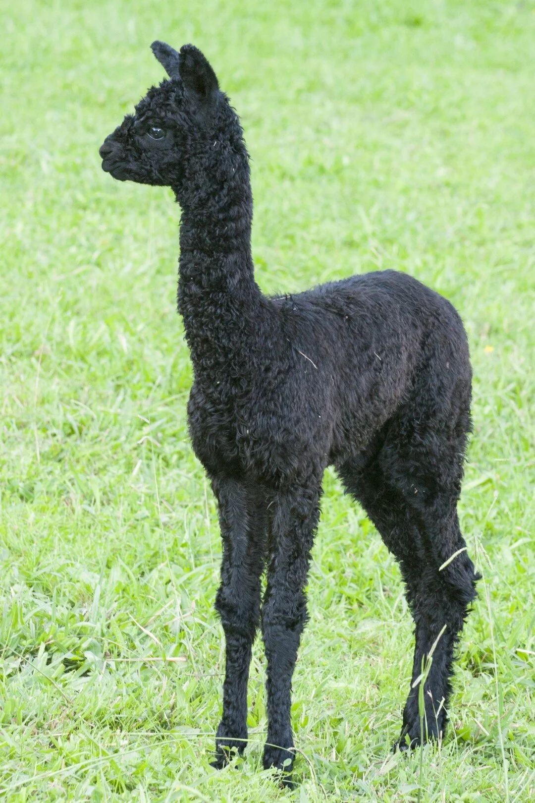 IMG_9621j (Large).jpg