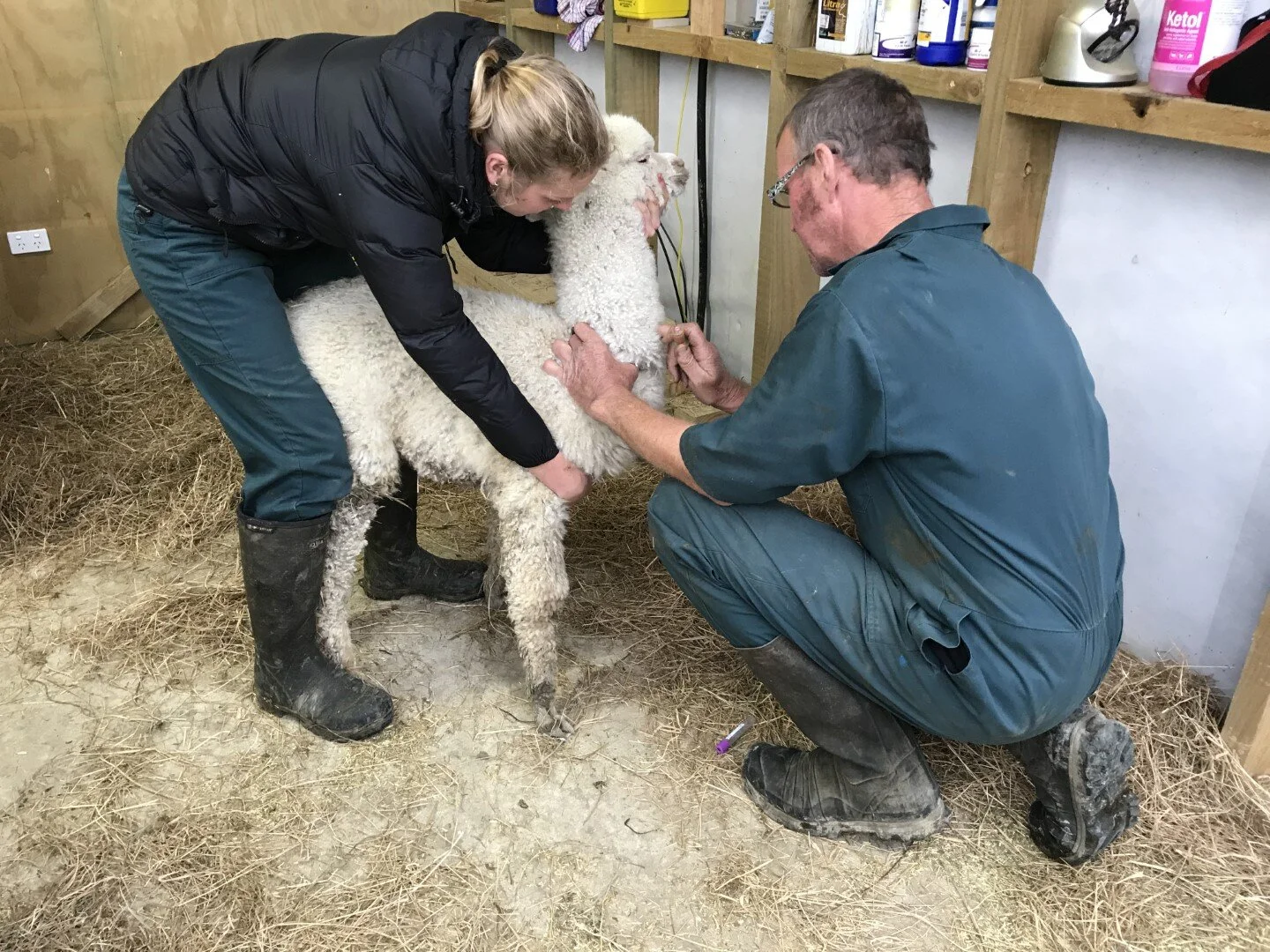 Care for Alpacas — Shadow Wood