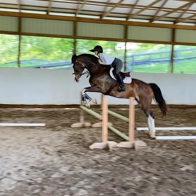 🦄 I N S I D E . L E G 🦄 .
Baby Nim had a great lesson today with @justmax70 💕
.
An updated list of Nimbus&rsquo;s favorite things (in no particular order):
1) Grain 🌾 
2) Jumping 🤸🏼
3) Miss Francesca 🥰
4) Grass 🌱
5) Also Jumping 🤾🏼
6) Atten