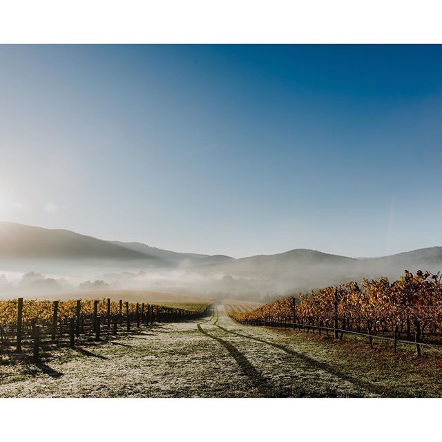 The first few rays of light shifting the fog and melting the frost at Willowlake Vineyard. Part of a commissioned series for @robdolanwine documenting the growers and their vineyards. ☀️ Call me crazy but there&rsquo;s nothing I love more than to be 