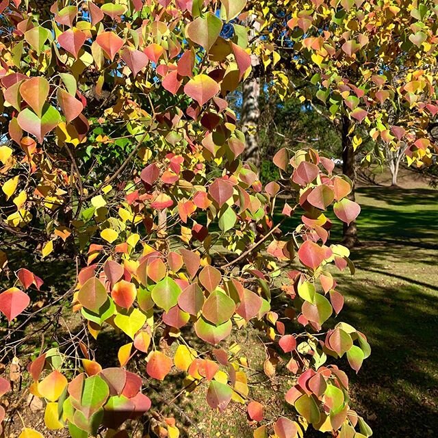 I&rsquo;m not usually one to take photos of trees, but nature is truly amazing. These leaves are changing colour daily. This is my sort of gym! #outdoortraining #grouptraining #nature #sydneywinter #fitmyday #lookaroundyou