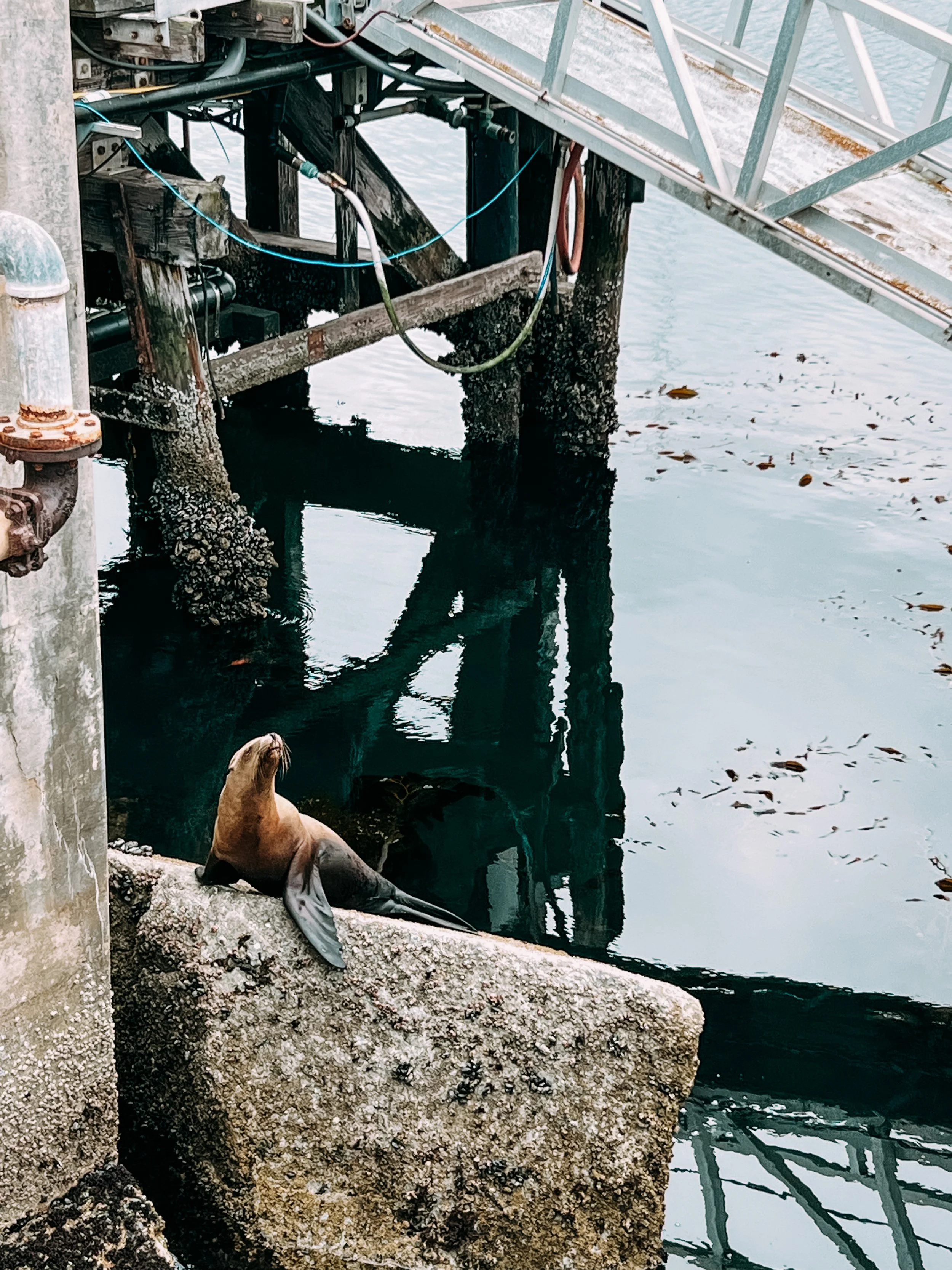 Seal Sighting at the Coast Guard Pier