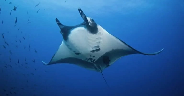Biggest-Fish_-Giant-Ocean-Manta-Ray-768x401-2548534608.jpg