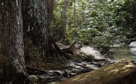 bayer_tiger.jpg