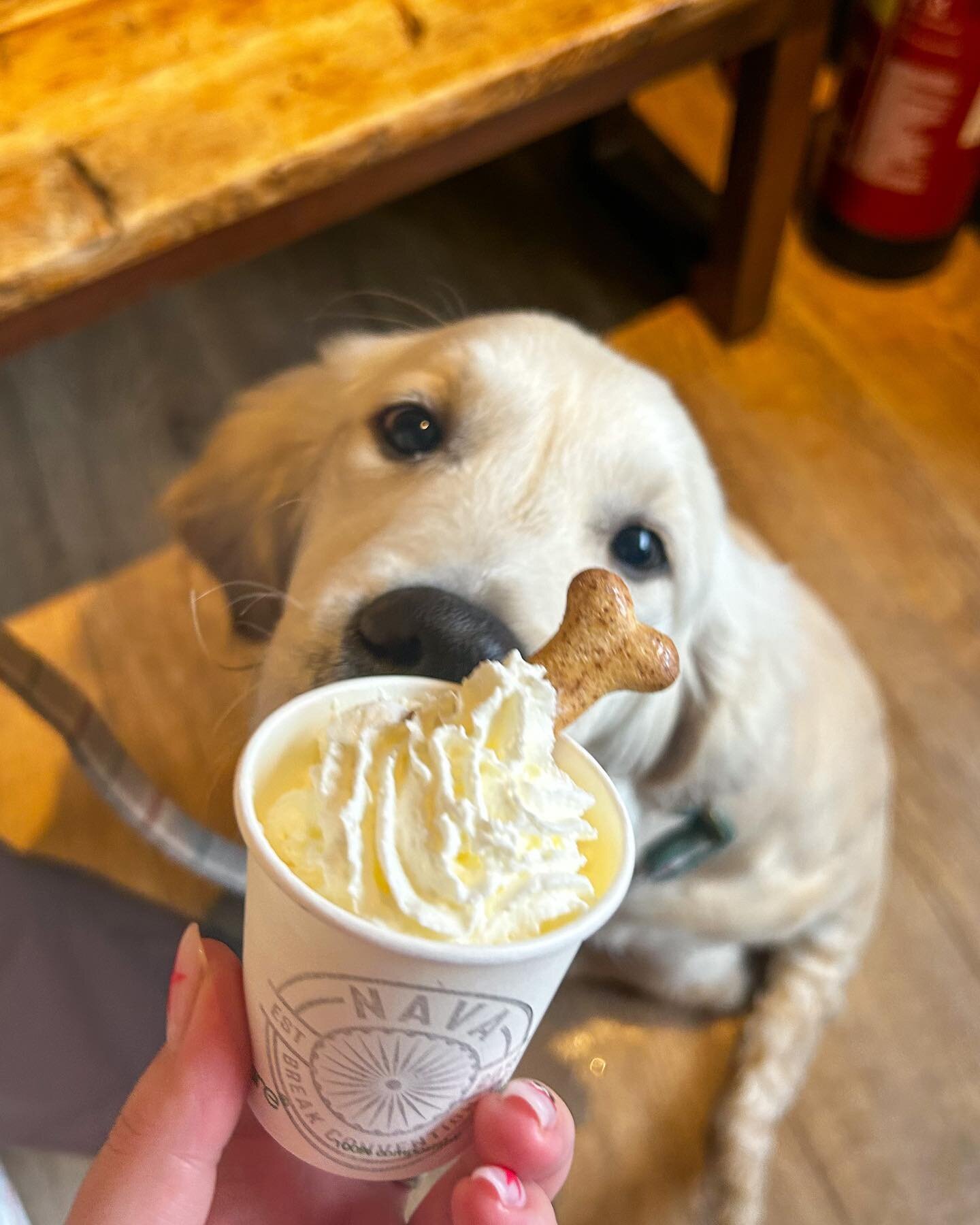 Puppy of the week 🐶 Mr Freddy enjoying his puppercino 🍦

Treat your puppy today 🫶🐩🐾