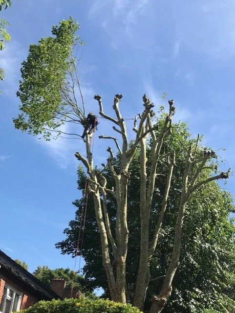 Copy of Tree Pollarding