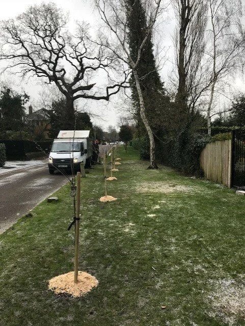 Copy of Tree Selection &amp; Planting