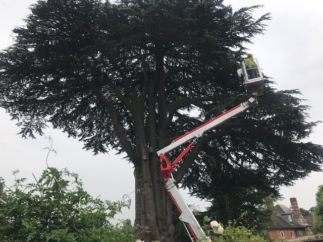  Good price, turned up on time, did a great job. Will be using again for other tree works.