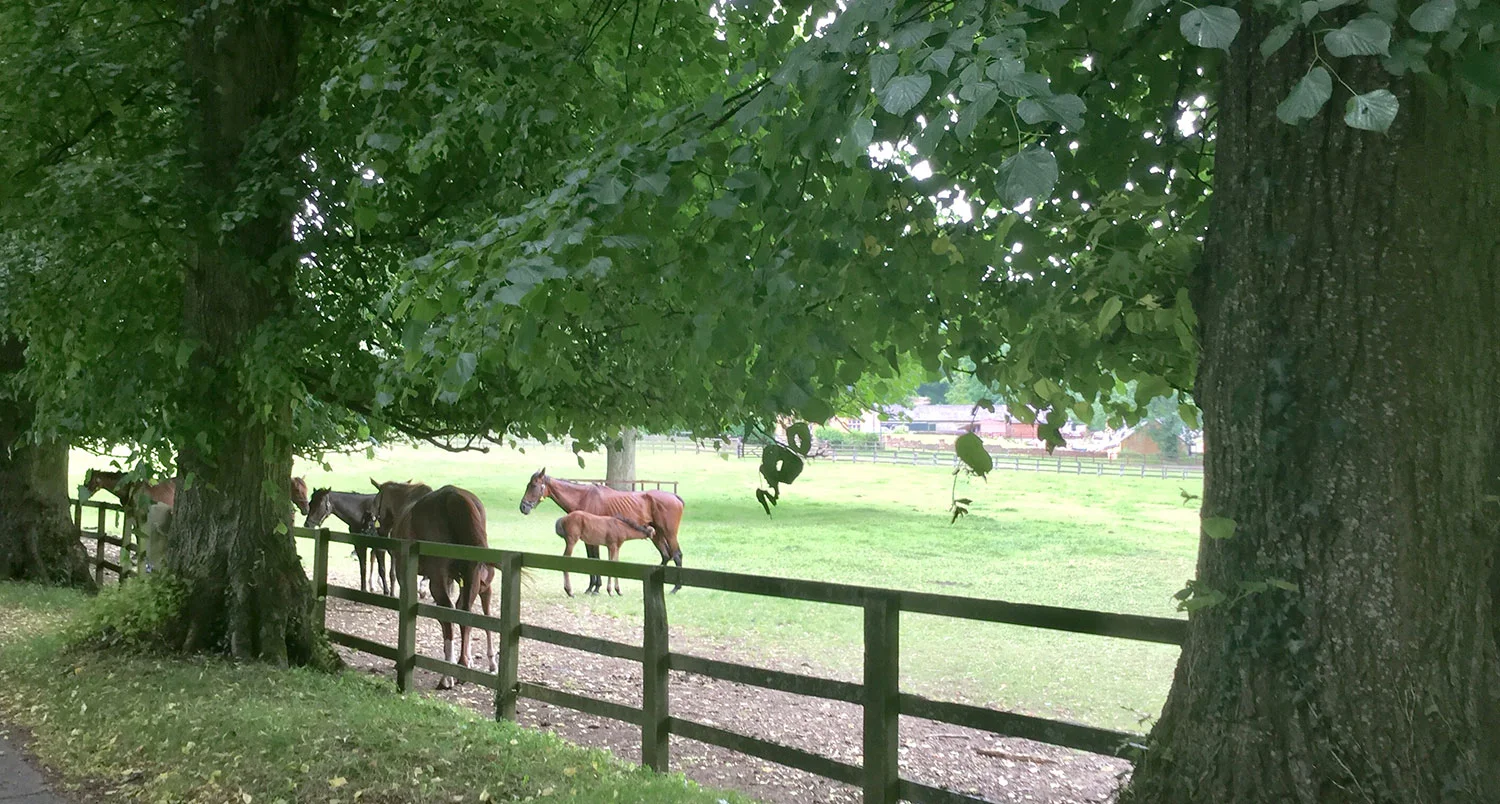 FOAL AND MOTHER AT BATSFORD STUD