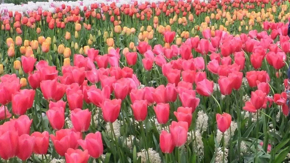 tulips-Johnson.jpg