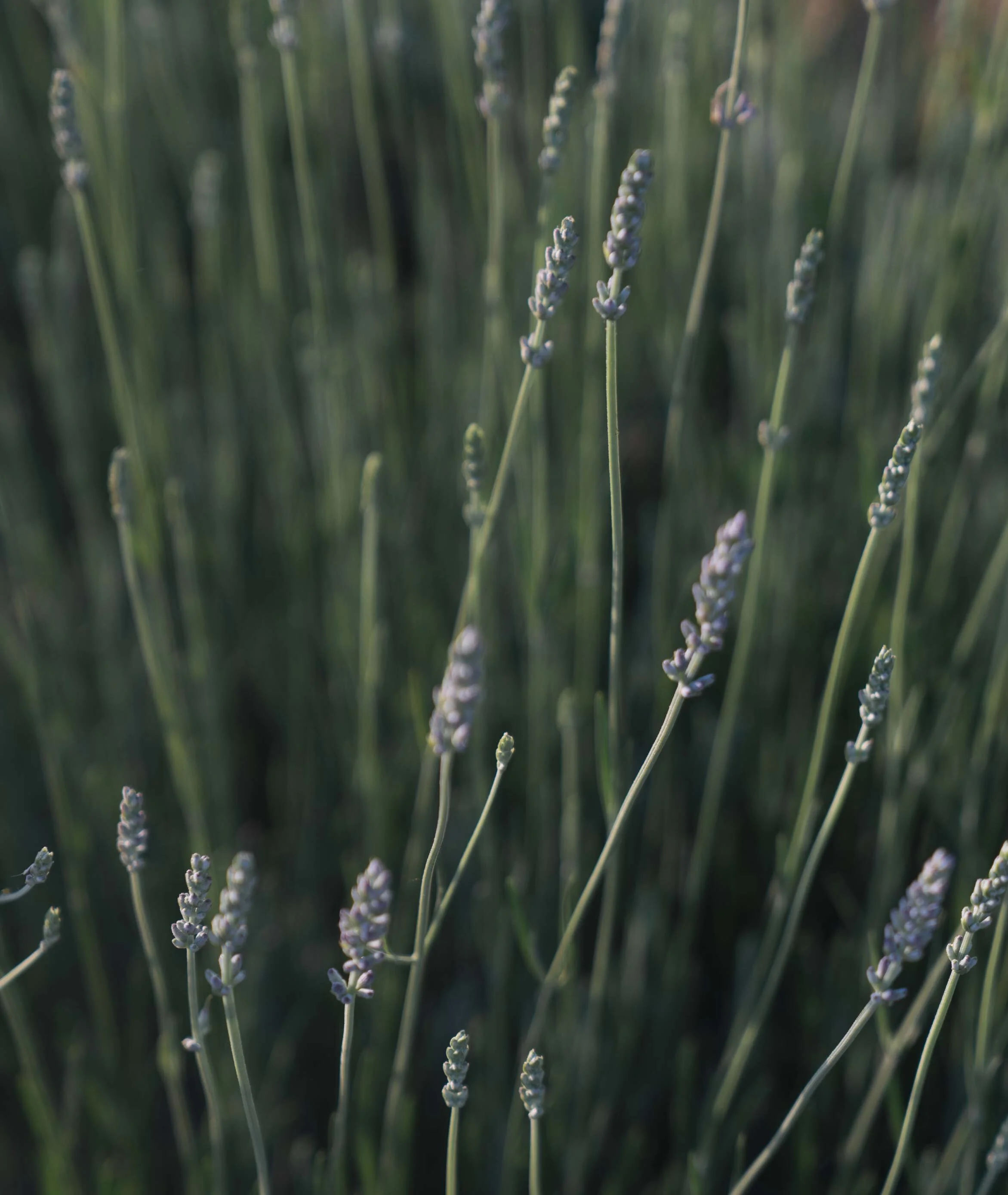 Sem título-2-06-04.jpg
