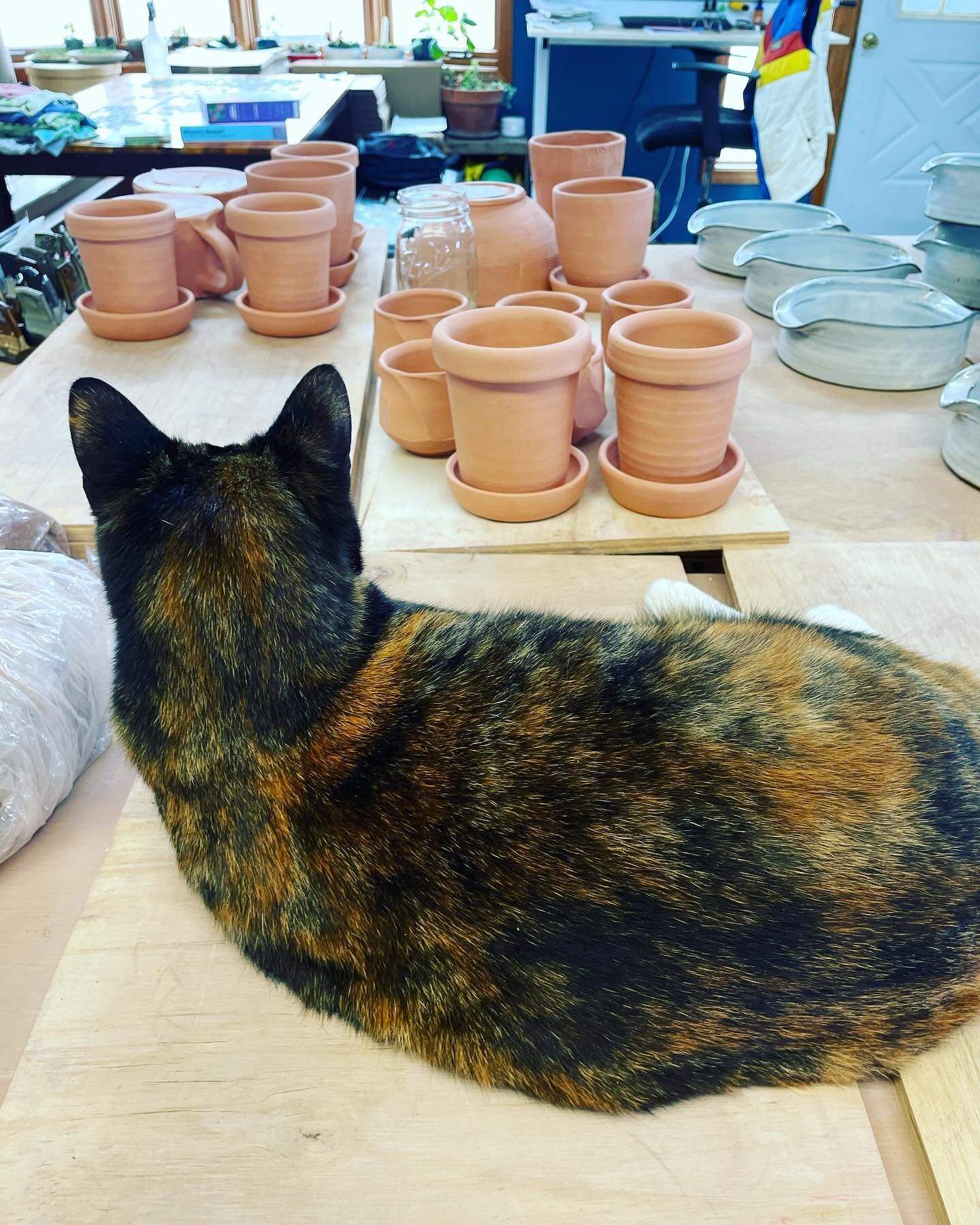 It&rsquo;s a glazing day, so&hellip; 
.
Image description: a tortoiseshell cat lounges on a wooden board, taking up most of the table while there is bisqued pottery in the background waiting to be glazed. The cat is facing away from the camera and wo