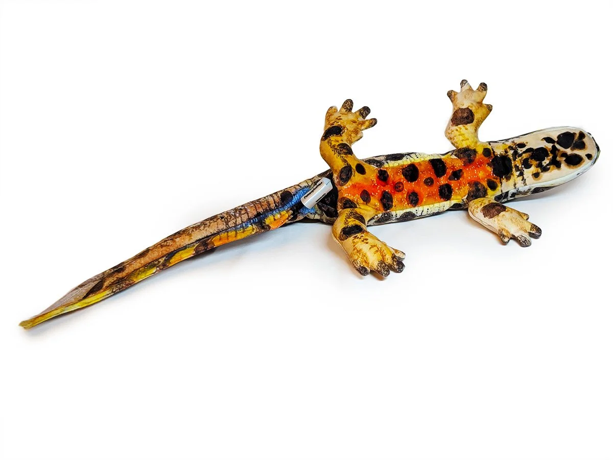 Smooth newt 3.jpg