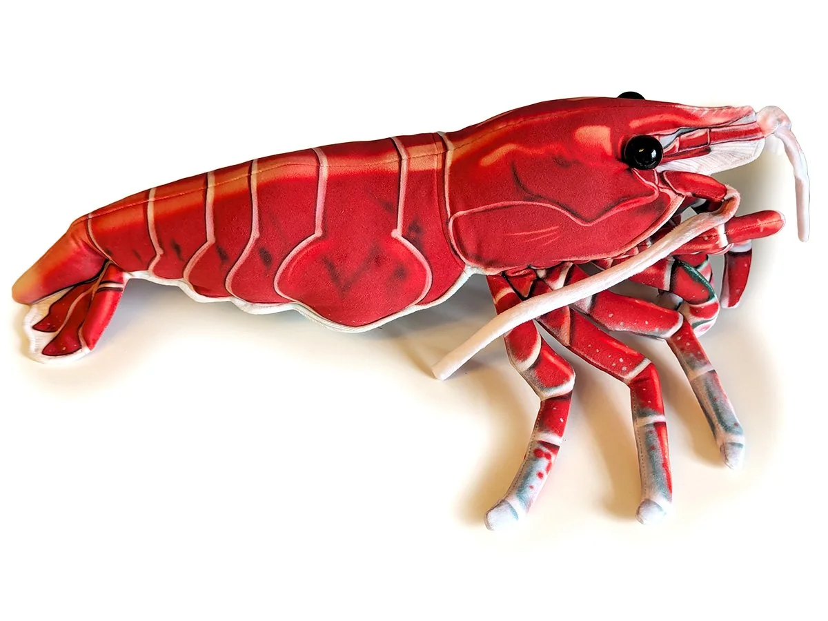 Red Cherry Shrimp 2.jpg