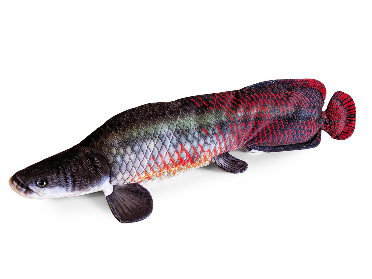 Small Arapaima.jpg
