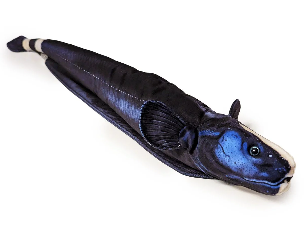 Black Ghost Knifefish 1.jpg