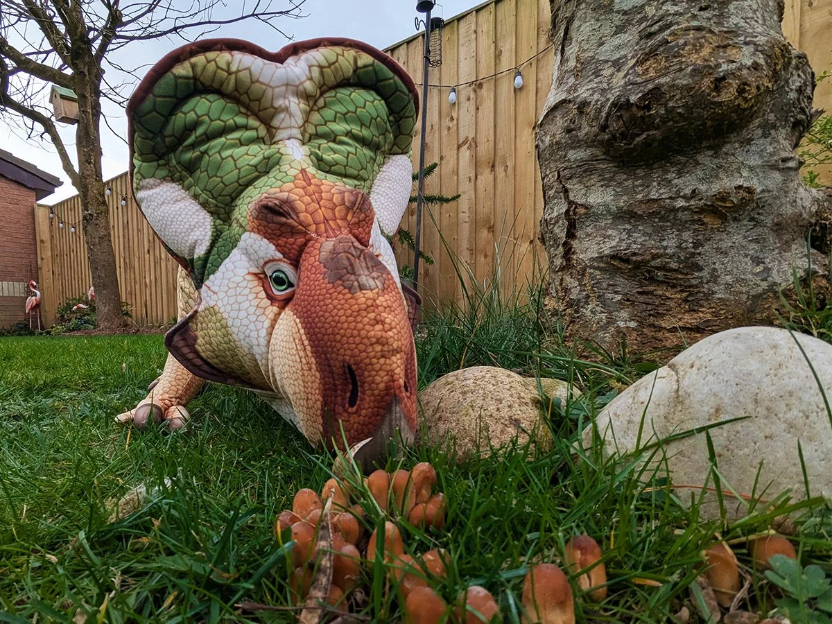 Protoceratops 4.jpg