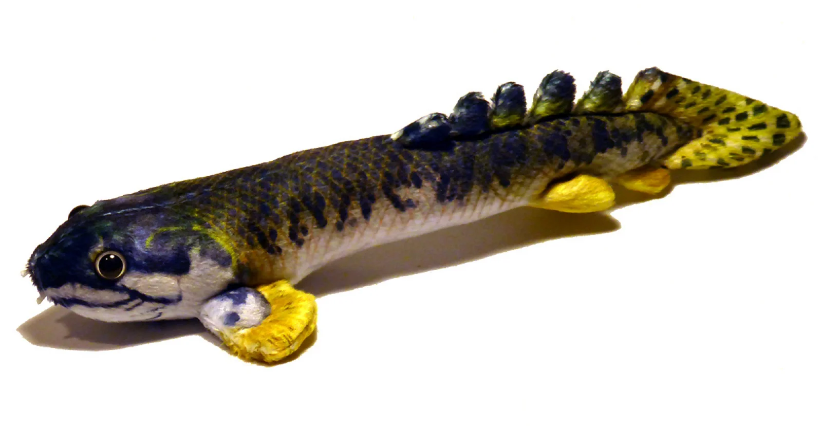 polypterus1.jpg