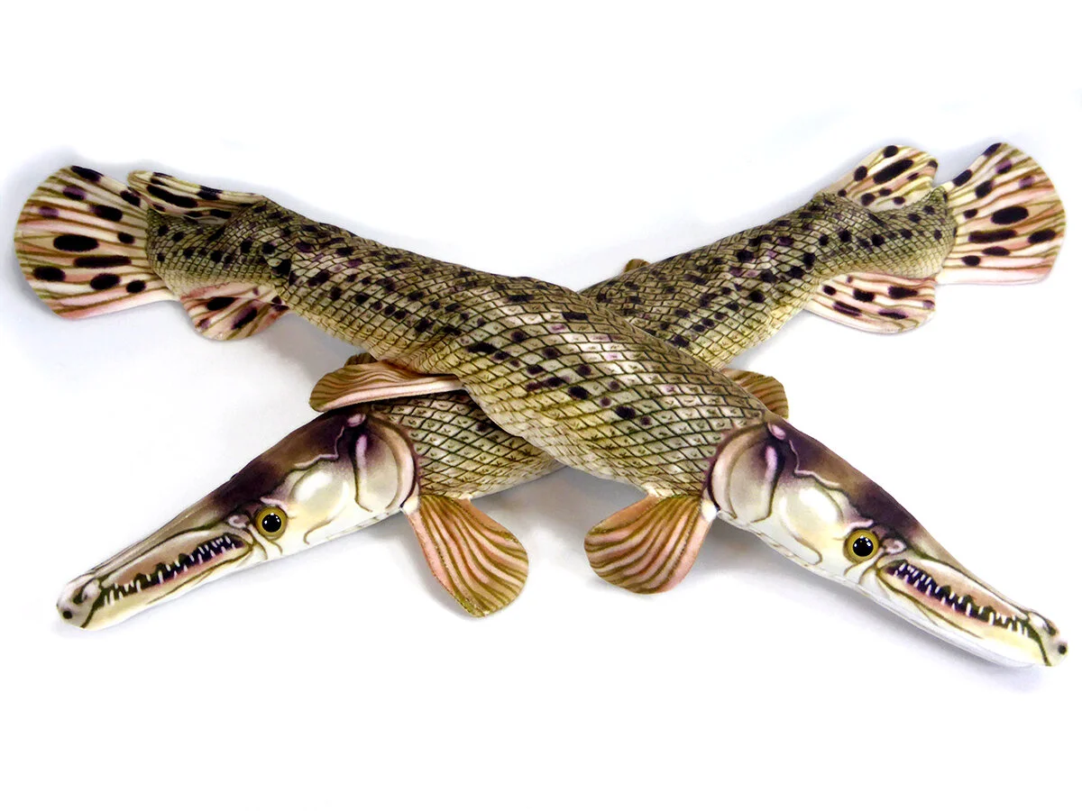 Alligator Gar\