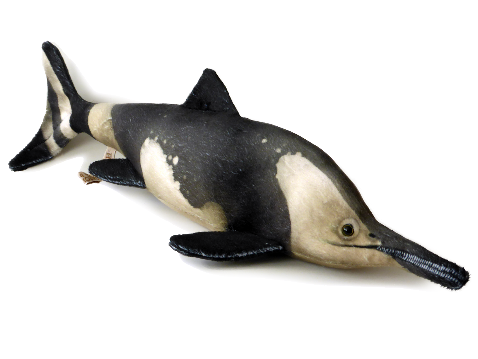 Ichthyosaurus communis