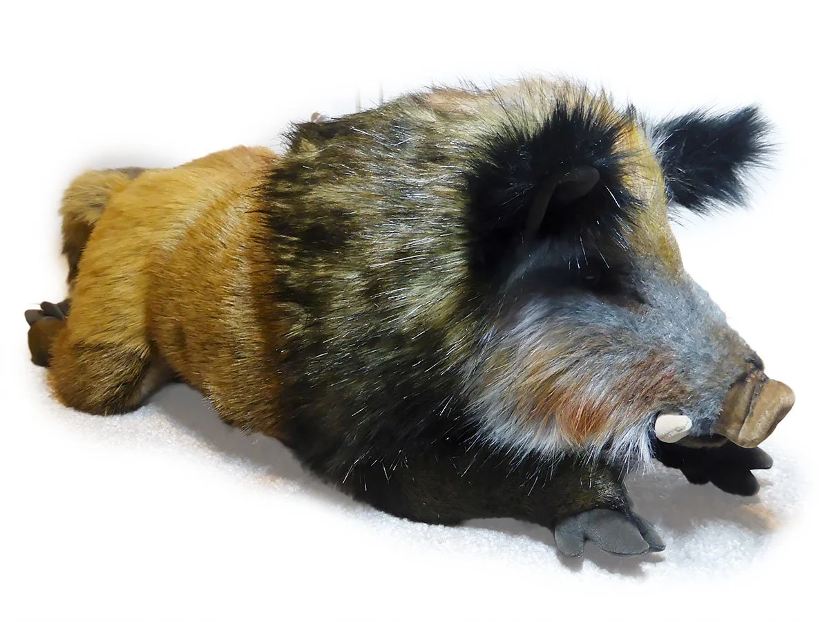 Sus scrofa "Wild Boar"