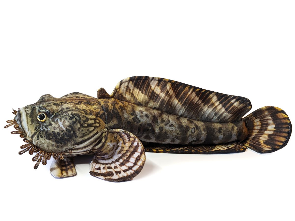 OysterToadFish1.jpg