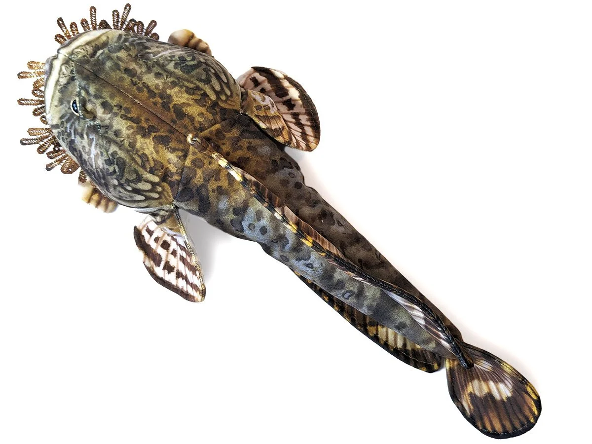 OysterToadFish2.jpg