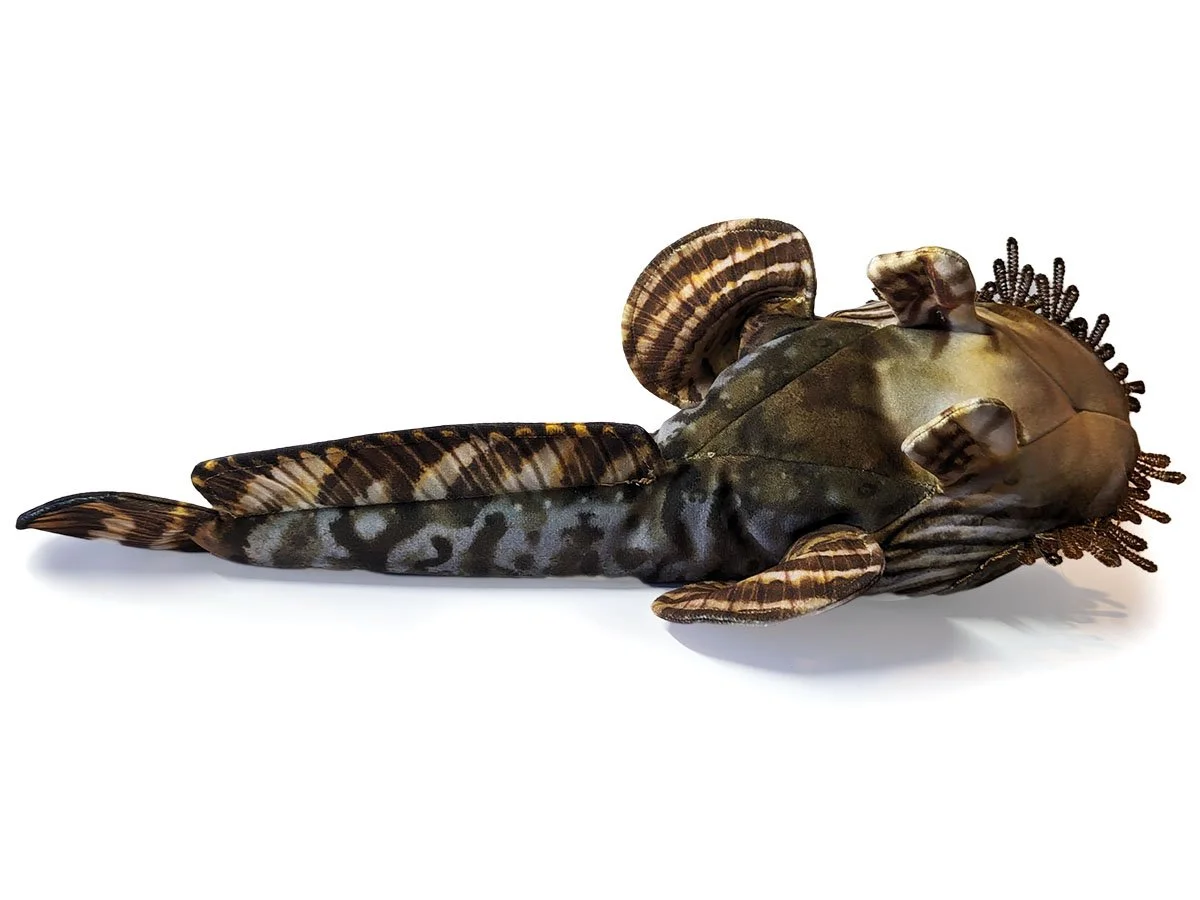 OysterToadFish4.jpg