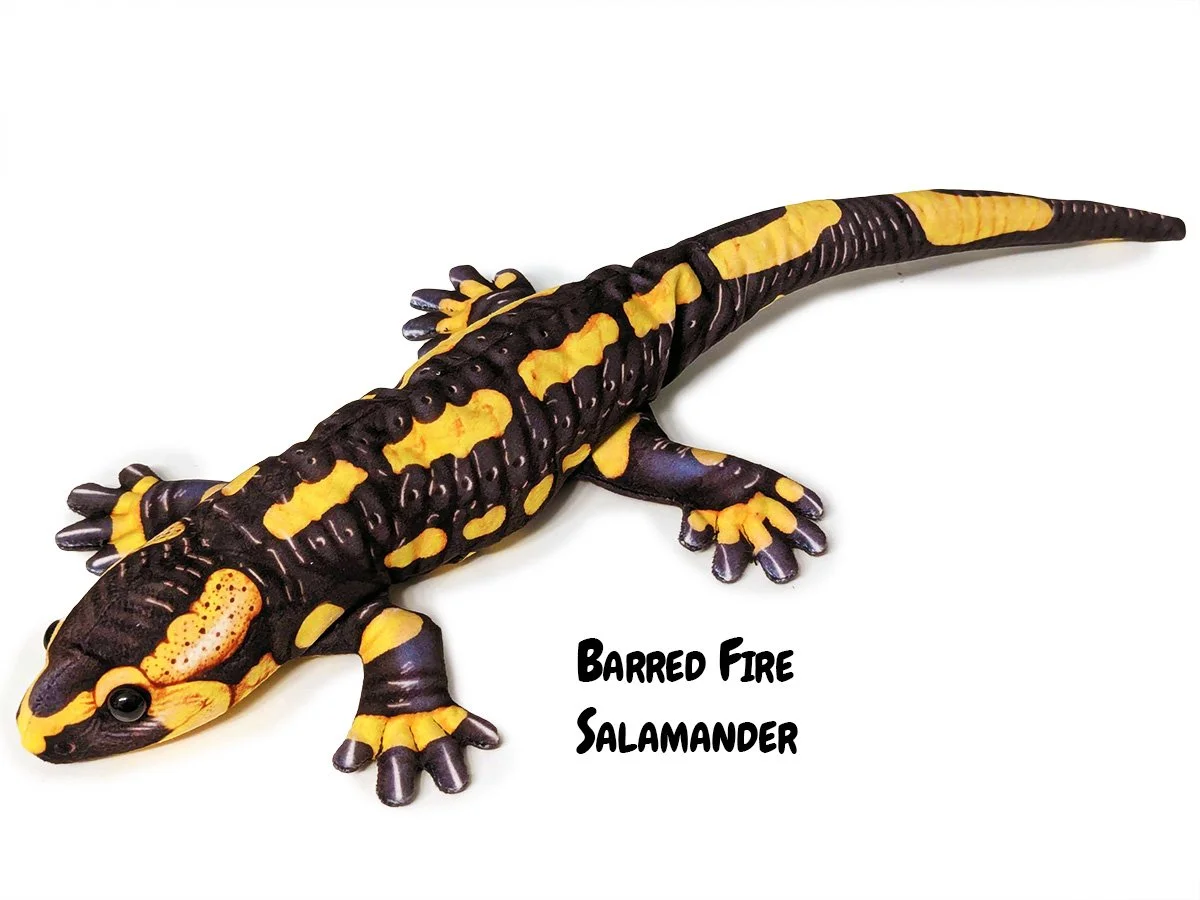 Barred Fire Salamander 4.jpg