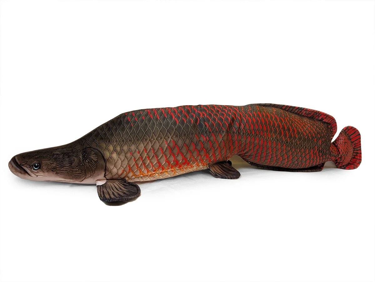 Arapaima 3.jpg