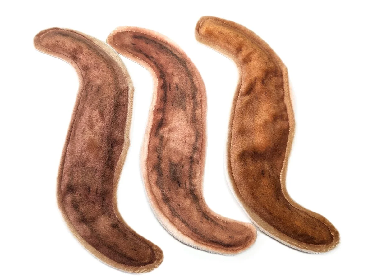Planaria Tails.jpg