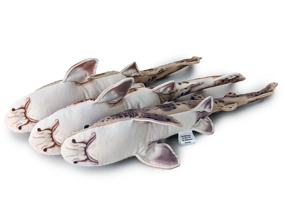 Catshark bellies.jpg