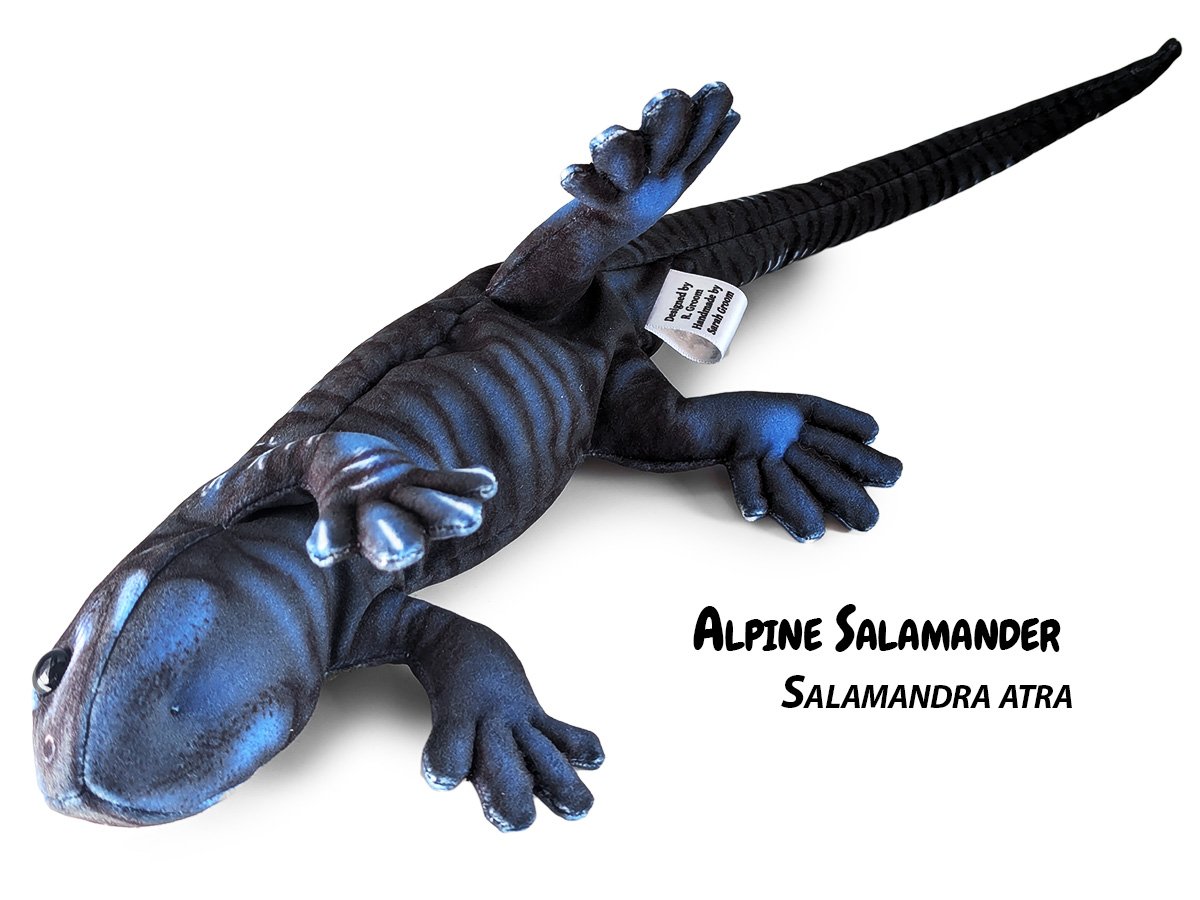Alpine Salamander 2.jpg