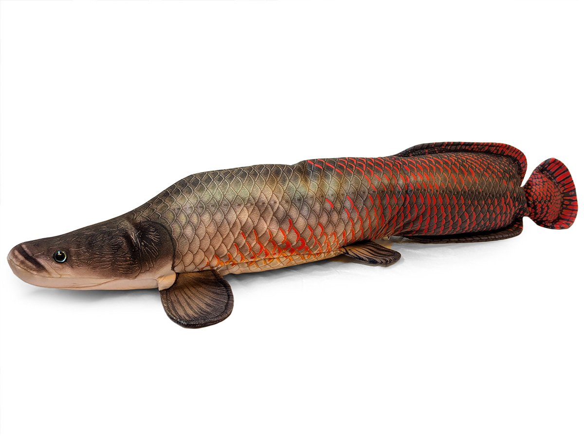 Arapaima 1.jpg