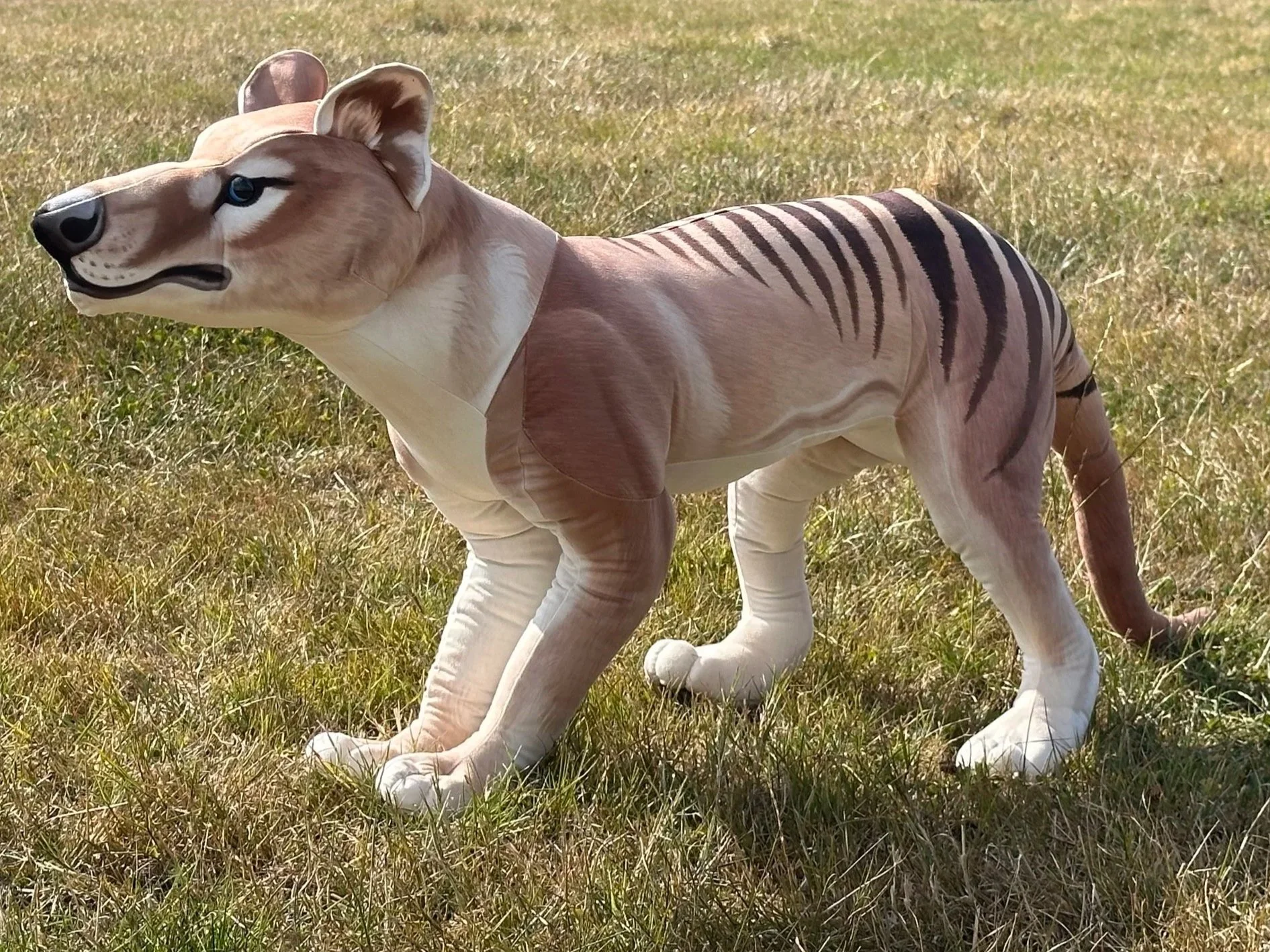 Thylacinus cynocephalus Lifesize 1:1