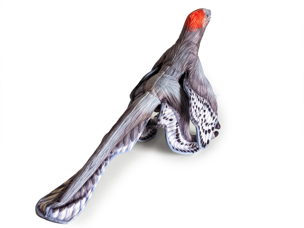 Anchiornis 2.jpg