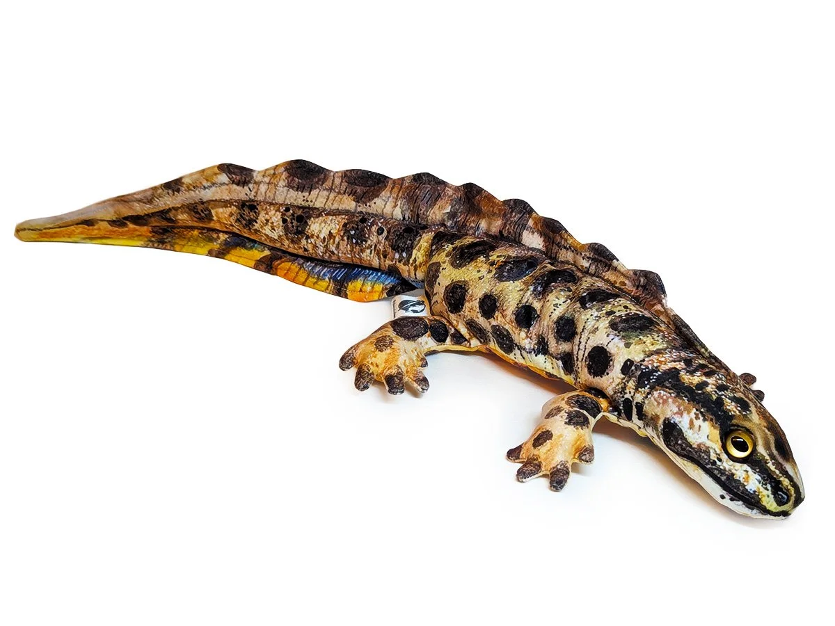 Smooth newt 2.jpg
