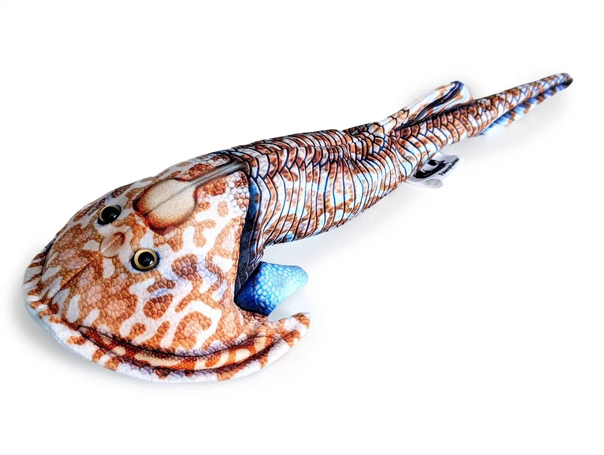 Zenaspis1.jpg