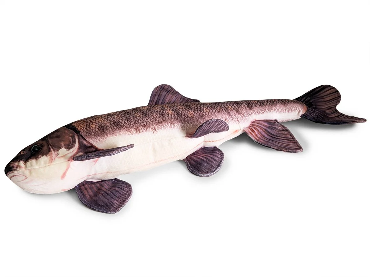 Shortnose Sucker 2.jpg