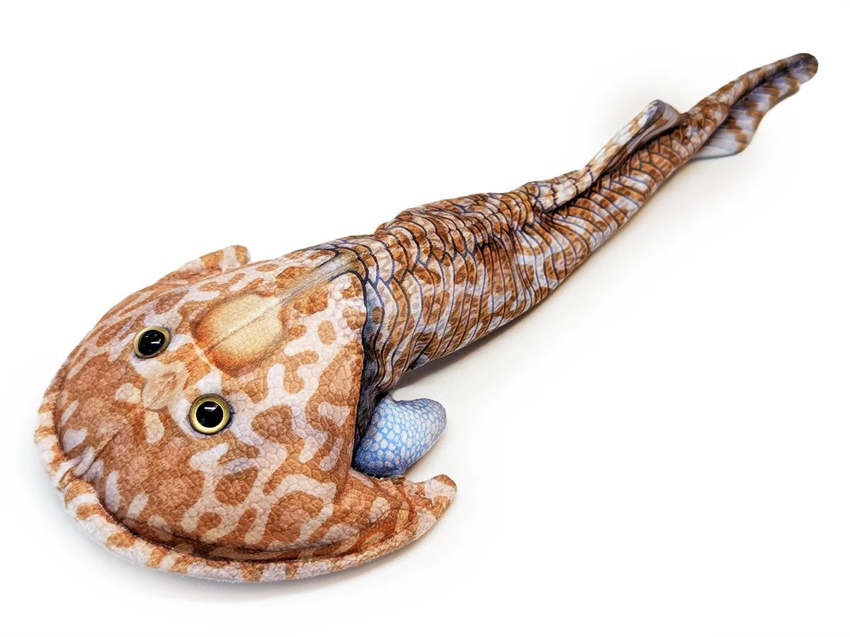 Zenaspis - Brown.jpg