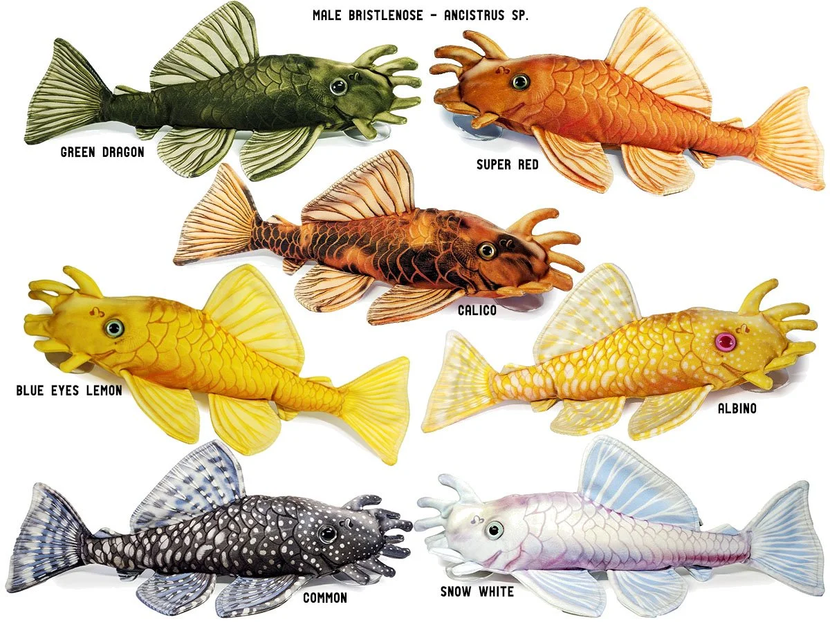 Ancistrus sp. - Male Bristlenose Pleco