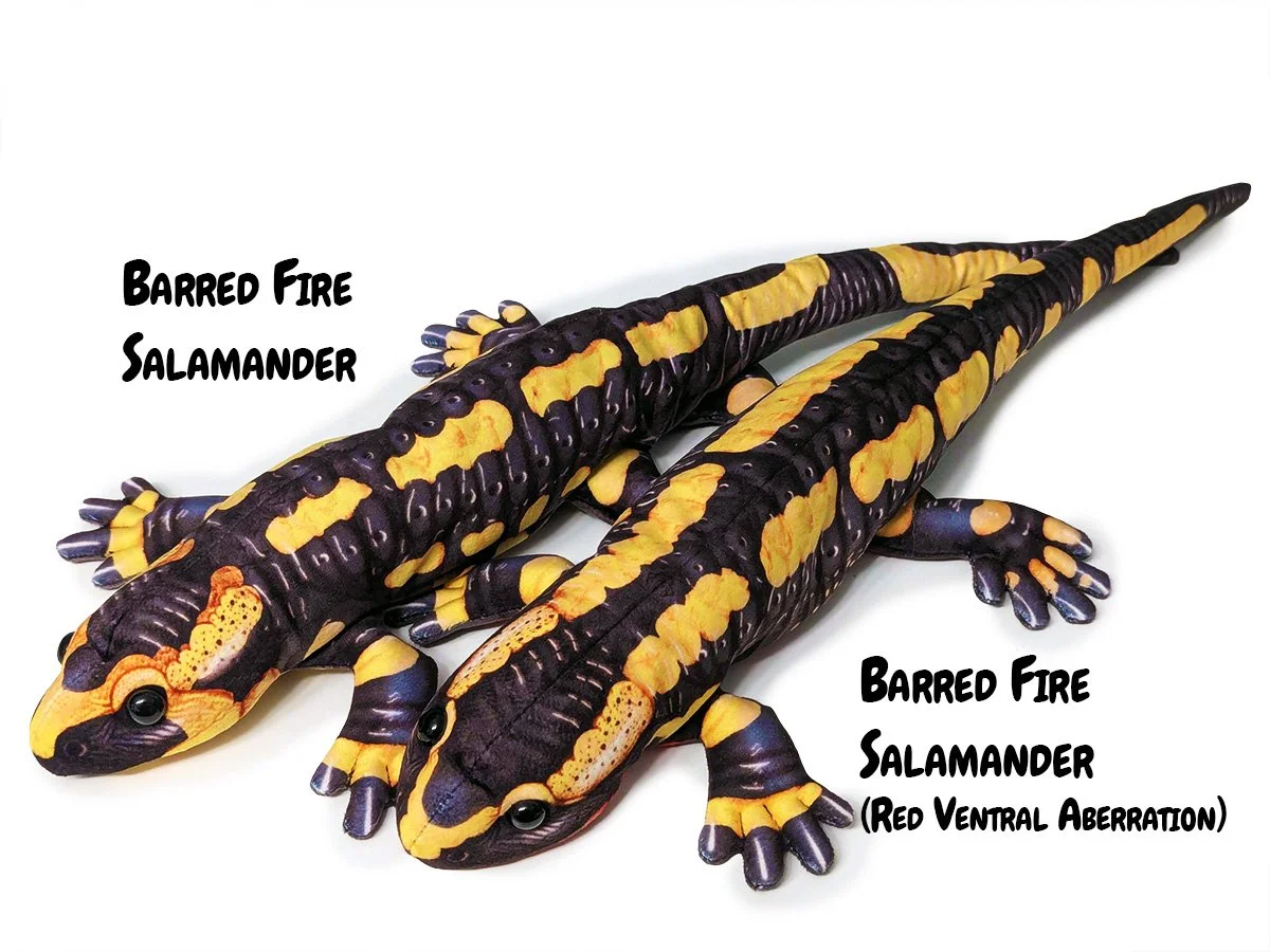 Barred Fire Salamander.jpg