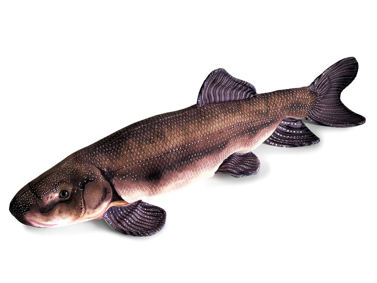 "C'waam" Deltistes luxatus